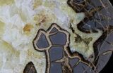 Polished Septarian Slice With Crystals - Utah #33104-1